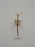 藏品(竹節蟲(1))的圖片